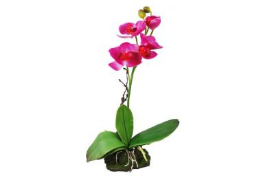 Decoration terrarium