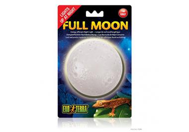 Éclairage terrarium