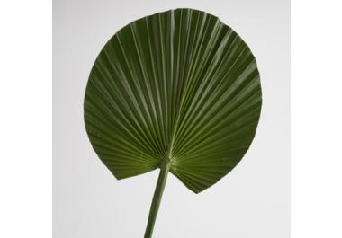 Palmier artificielles